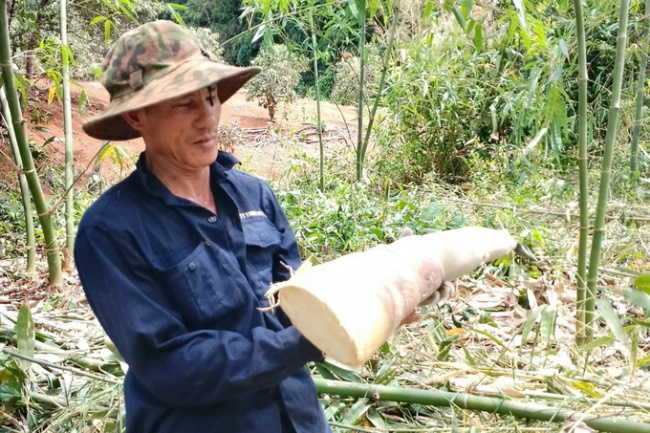 bat do bamboo, cashew, deep processing, family, “village director” collects billions by processing cashews and planting bat do bamboo