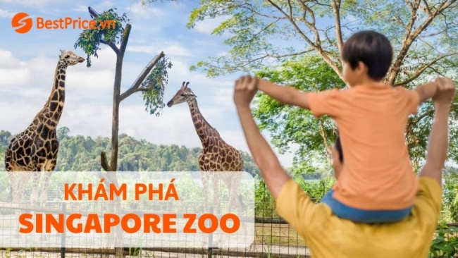 , kinh nghiệm khám phá singapore zoo từ a tới z