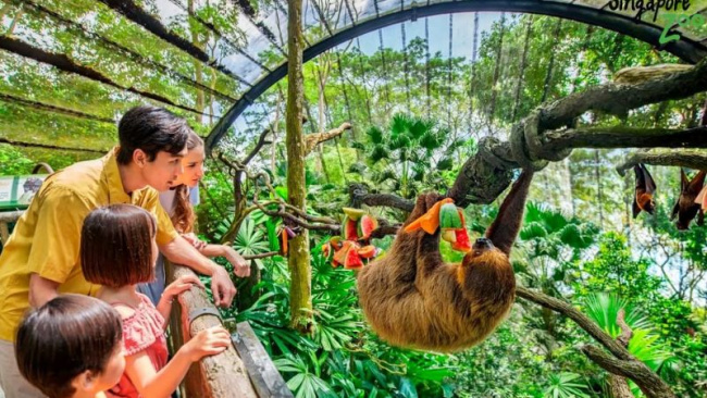, kinh nghiệm khám phá singapore zoo từ a tới z