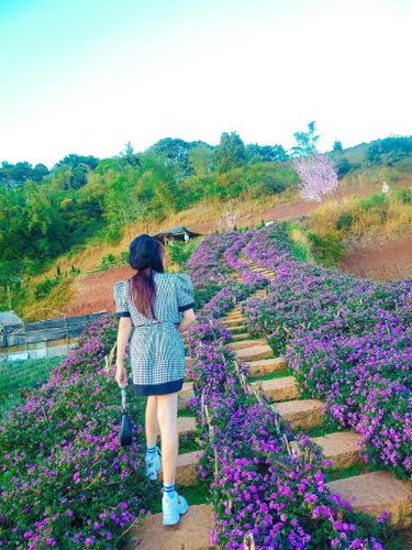 xách máy ảnh lên đà lạt chụp vài bộ hình xịn sò tại cánh đồng lavender đẹp mộng nơ