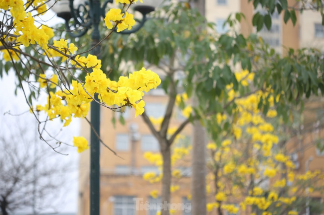 hàng cây hoa vàng rực rỡ giữa mùa xuân hà nội