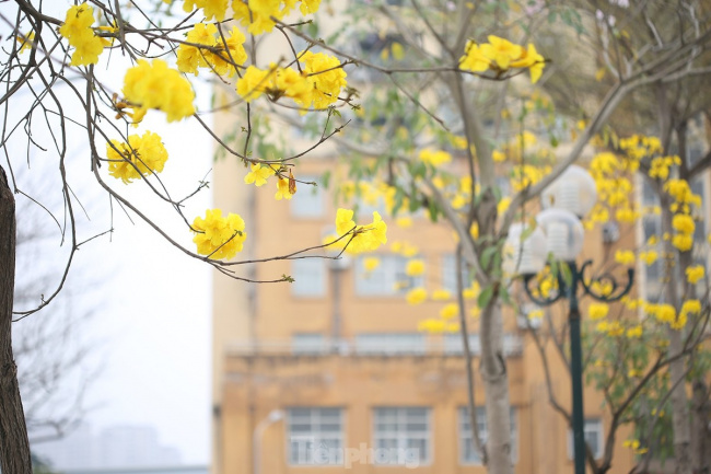 hàng cây hoa vàng rực rỡ giữa mùa xuân hà nội