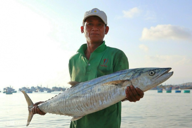 binh thuan, binh thuan specialties, fishermen, mui ne, phan thiet seafood, mui ne fisherman enjoys the mackerel season