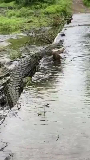 Cá sấu 'vượt chướng ngại vật' tài tình