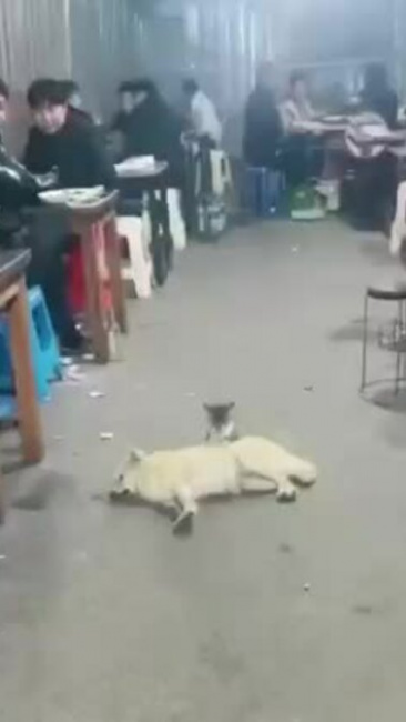 Mèo massage cho cún giữa quán ăn