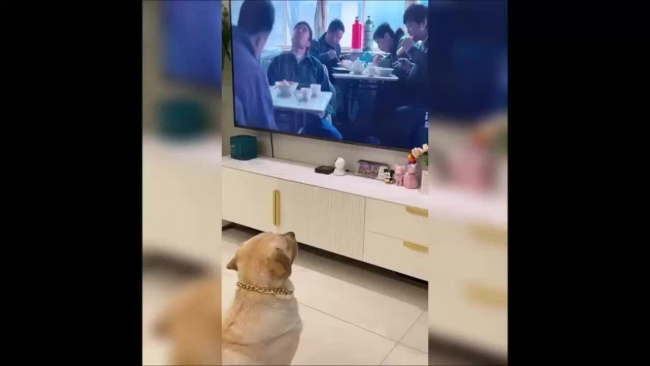 Cún cưng tưởng bở được cho ăn