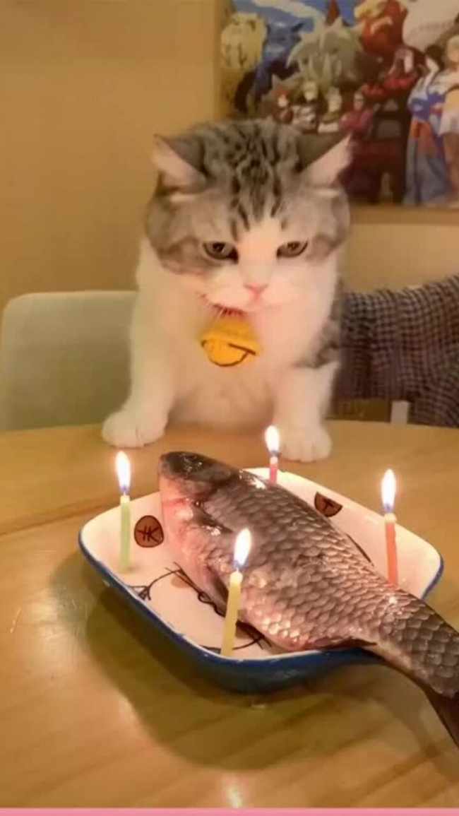 Mèo cưng được thổi nến sinh nhật là cá to