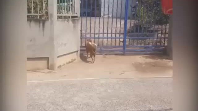 Cún trèo cổng lẻn vào nhà