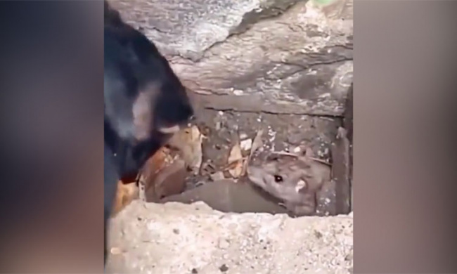 Chó nổi đóa vì bị chuột trêu ngươi