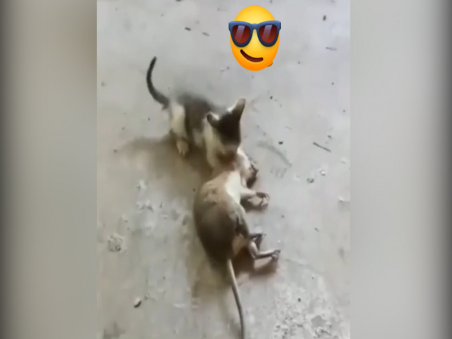 Mèo con vất vả giữ chuột khủng