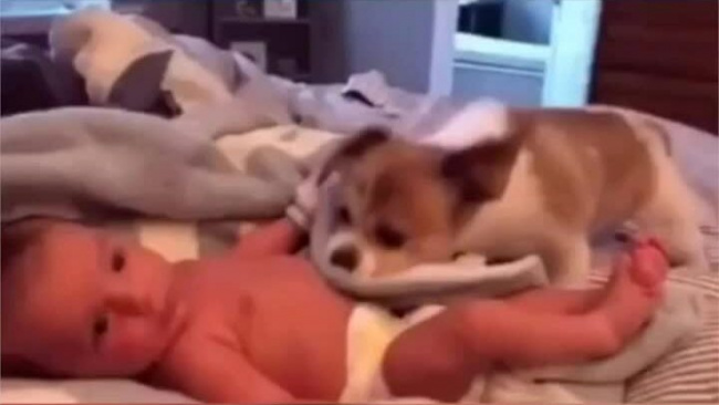 Cún cưng dùng mũi đắp chăn cho bé
