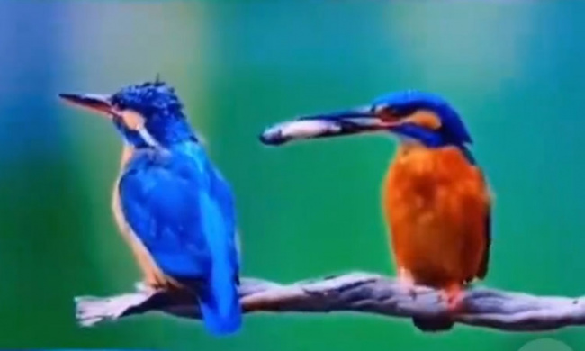 Chim dùng cá làm lành với bạn tình