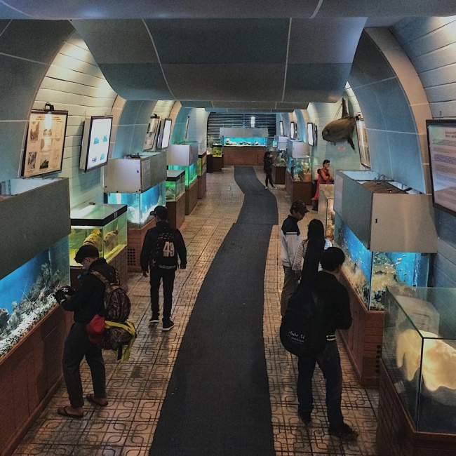 viện hải dương học nha trang, viện hải dương học nha trang – thế giới đại dương thu nhỏ