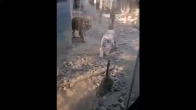Hổ chạy thục mạng vì bị ngỗng rượt đuổi