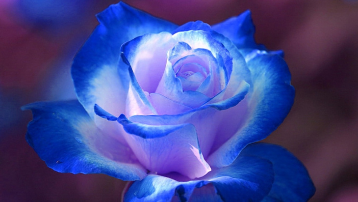 Mách bạn nhiều hơn 99 hình nền hoa hồng xanh đẹp nhất siêu đỉnh  POPPY