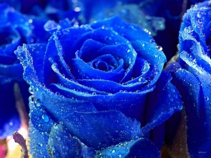 312 Hình ảnh hoa hồng xanh đẹp nhất làm hình nền cho điện thoại PC   ALONGWALKER