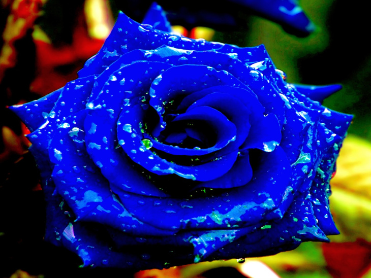 312+ Hình ảnh hoa hồng xanh đẹp nhất làm hình nền cho điện thoại ...