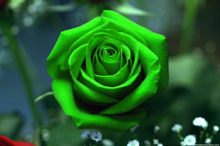 Hình ảnh ý nghĩa hoa hồng xanh đẹp tượng trưng cho tình yêu bất diệt