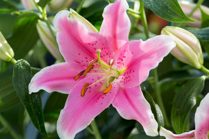 homestay, 150+ hình ảnh hoa ly đẹp nhất, nhiều màu sắc, sắc nét, ấn tượng