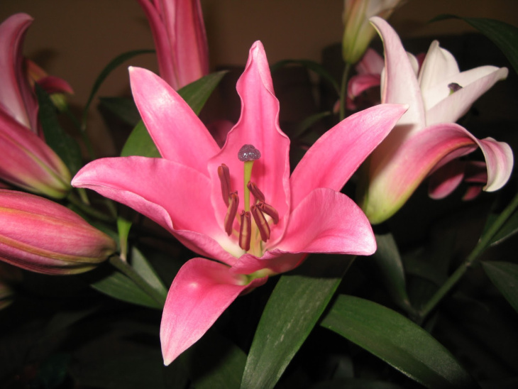homestay, 150+ hình ảnh hoa ly đẹp nhất, nhiều màu sắc, sắc nét, ấn tượng