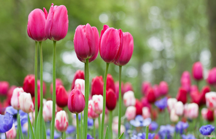 homestay, 123+ hình ảnh hoa tulip chill, đẹp nhất cho điện thoại, máy tính