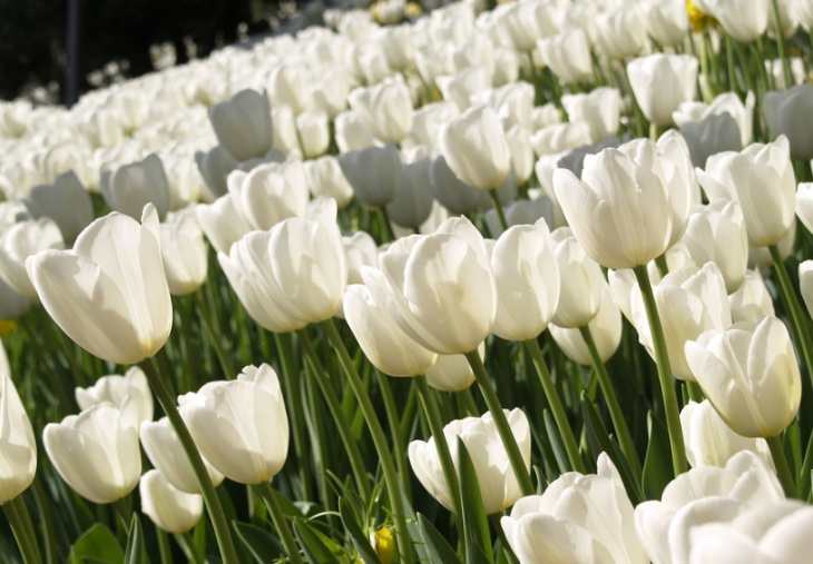 homestay, 123+ hình ảnh hoa tulip chill, đẹp nhất cho điện thoại, máy tính