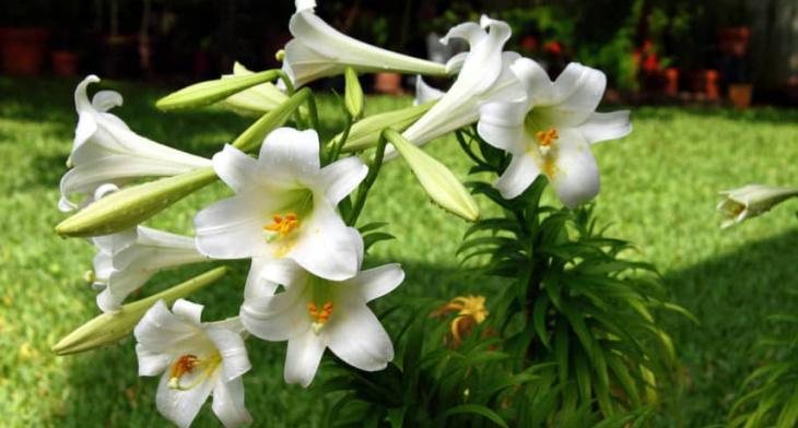 homestay, cập nhật 200+ hình ảnh hoa loa kèn mới nhất, miễn phí, đẹp nhất