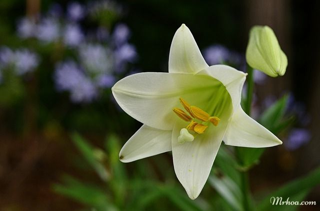 homestay, cập nhật 200+ hình ảnh hoa loa kèn mới nhất, miễn phí, đẹp nhất