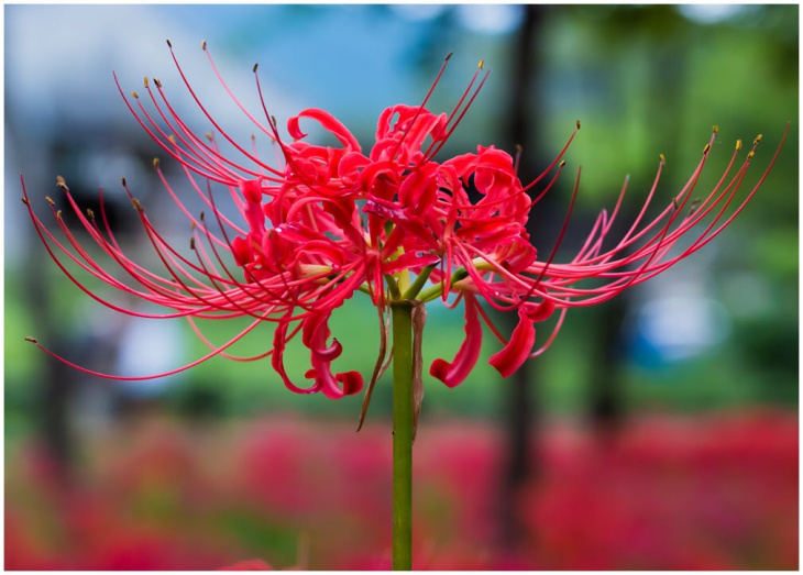 Top 101hình ảnh hoa Bỉ Ngạn đỏ đẹp lung linh