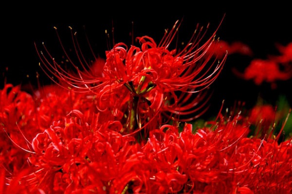 homestay, ngắm nhìn 211 hình ảnh hoa bỉ ngạn đẹp nhất, sắc nét làm hình nền