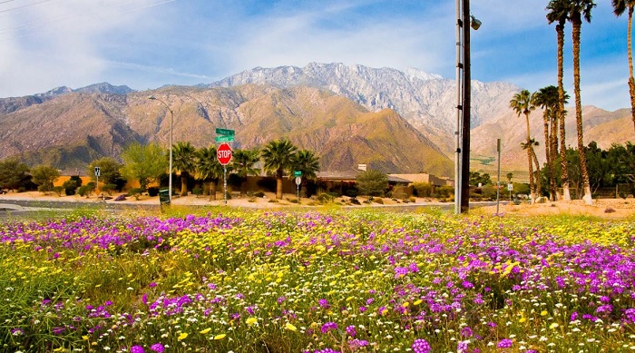 vô số lễ hội hoa mùa xuân tại california đưa du khách lạc giữa thiên đường
