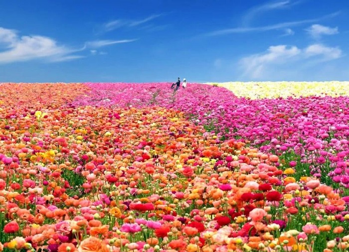 vô số lễ hội hoa mùa xuân tại california đưa du khách lạc giữa thiên đường