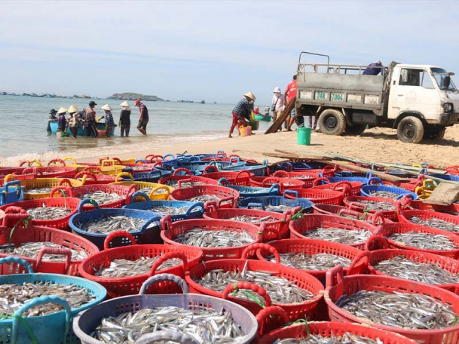 khám phá hải sản phan thiết – thiên đường ẩm thực biển miền trung