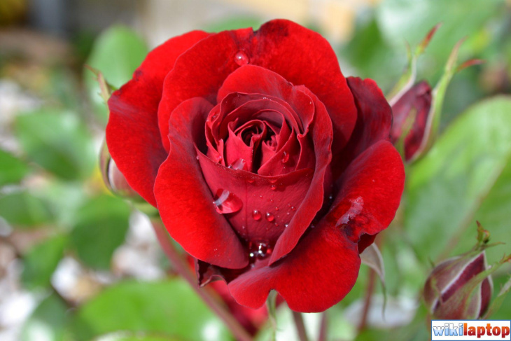 khách sạn, 123+ hình ảnh hoa hồng đỏ tặng người yêu lãng mạn, đẹp tự nhiên
