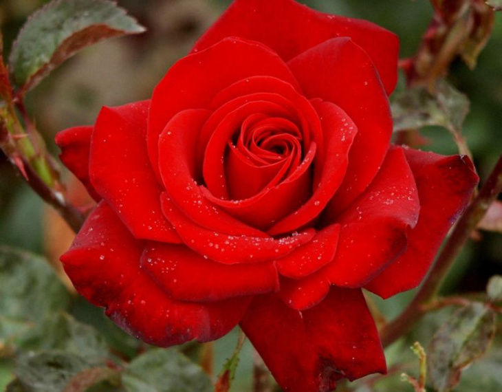khách sạn, 123+ hình ảnh hoa hồng đỏ tặng người yêu lãng mạn, đẹp tự nhiên