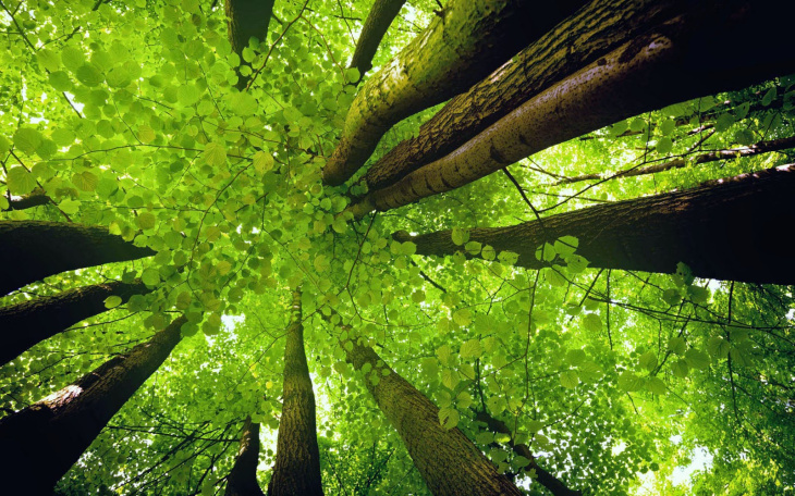 Chia sẻ hơn 65 về hình nền cây xanh thiên nhiên mới nhất - Du học Akina