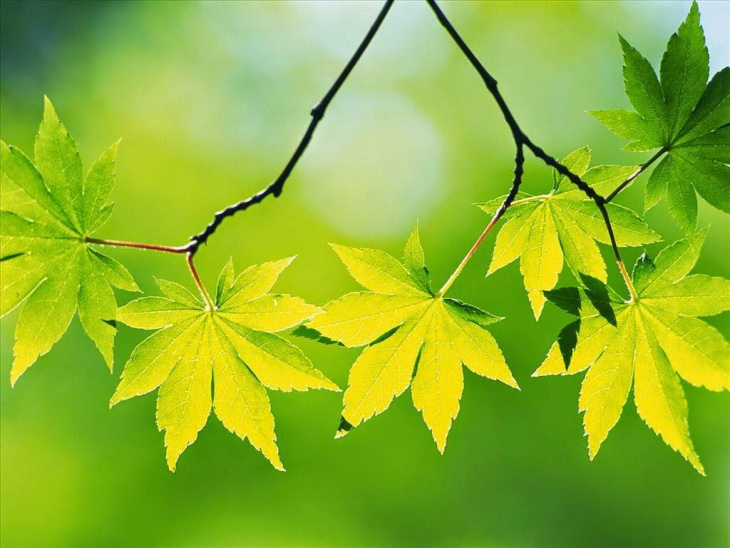 Hình Nền Nền Mùa Thu Lá Phong Sáng Tạo, HD và Nền Cờ đẹp mùa thu, nền mùa  thu, lá để Tải Xuống Miễn Phí - Lovepik