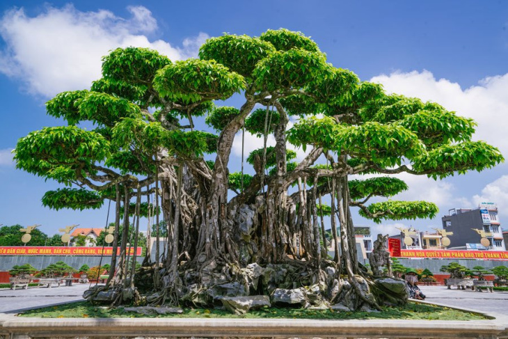 khách sạn, [bst] 300+ hình ảnh cây xanh vạn vật thiên nhiên đẹp tuyệt vời nhất thực hiện hình nền