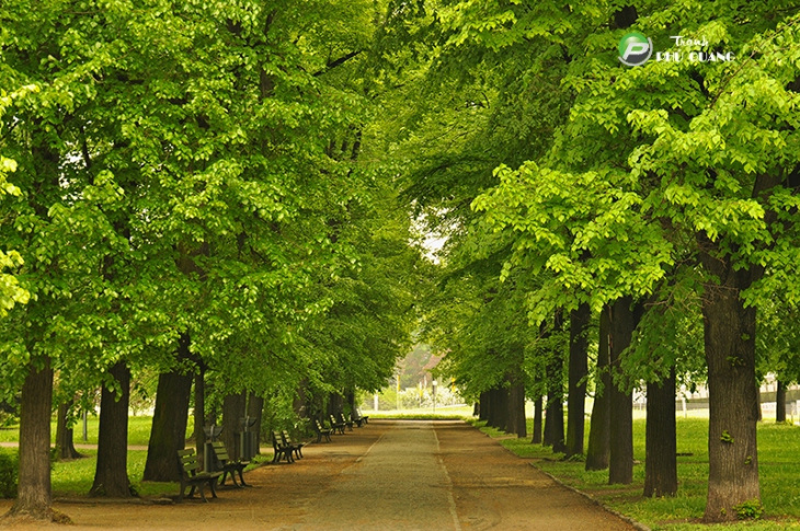 khách sạn, [bst] 300+ hình ảnh cây xanh vạn vật thiên nhiên đẹp tuyệt vời nhất thực hiện hình nền