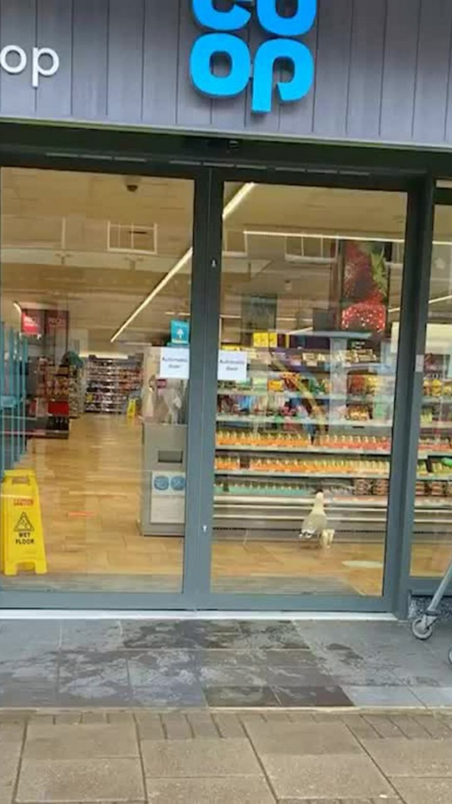 Hải âu vào siêu thị lấy trộm đồ