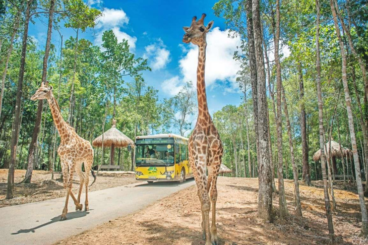 Tham quan vườn thú Safari Phú Quốc - Trải nghiệm khó quên cho giới trẻ, Khám Phá