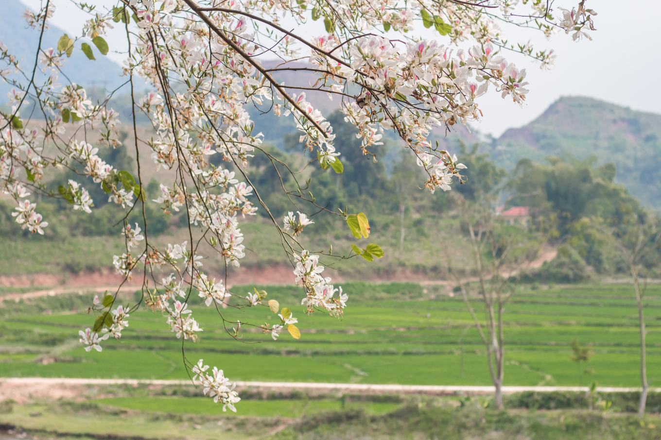 Điểm ngắm hoa ban đẹp ở Điện Biên mà bạn nên biết