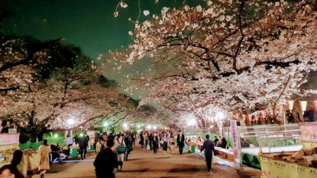 , công viên ueno - điểm đẹp nhất ngắm hoa anh đào nhật bản