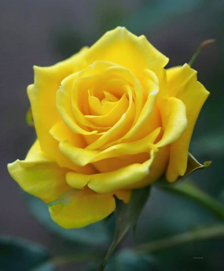 Ý nghĩa hoa Hồng Vàng | #39 bức ảnh hoa Hồng Vàng đẹp nhất