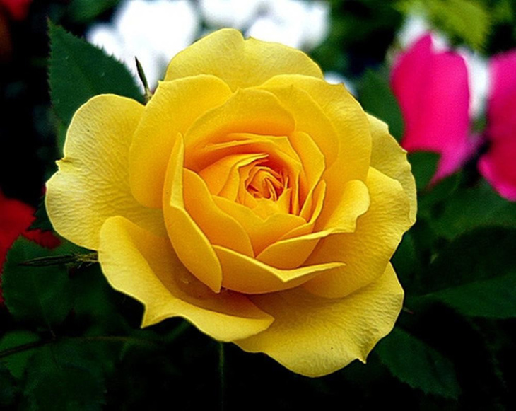Tải 120 hình nền hoa hồng đẹp nhất thế giới full HD cực nét | Tử vi, Hoa  hồng đẹp, Hình nền hoa