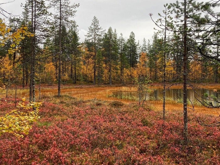 vườn quốc gia urho kekkonen, khám phá, trải nghiệm, khám phá vườn quốc gia urho kekkonen tươi đẹp ở lapland, phần lan