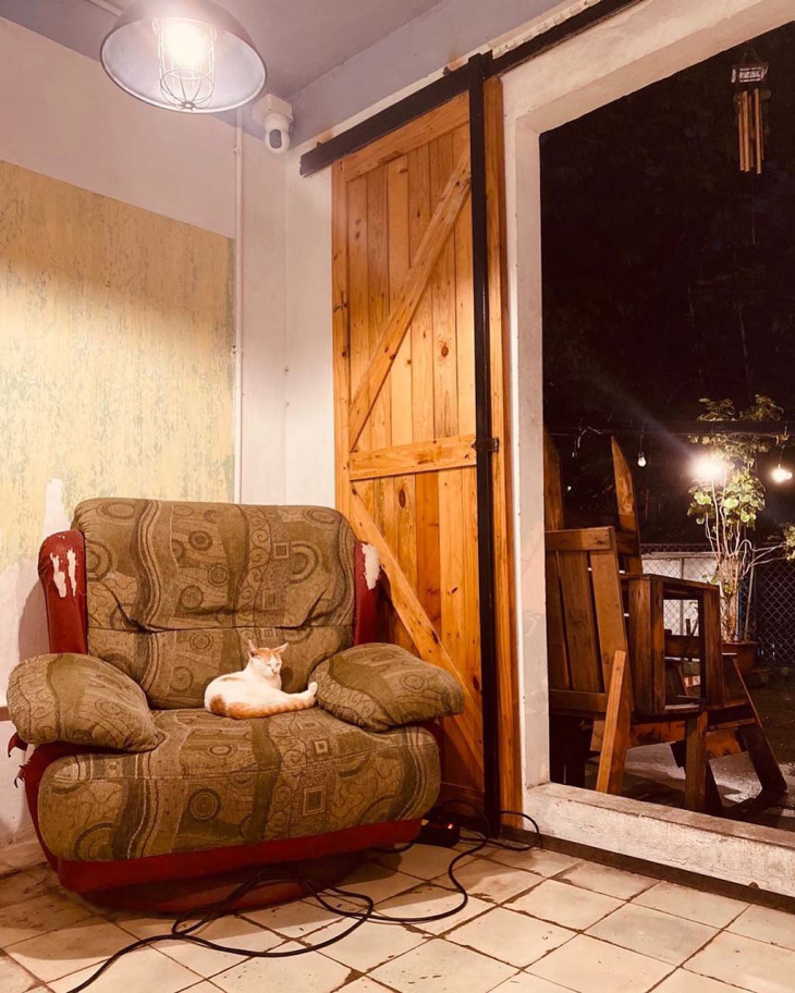 Hà Nội, 10 quán cà phê mèo Hà Nội – điểm đến của những người yêu thú cưng