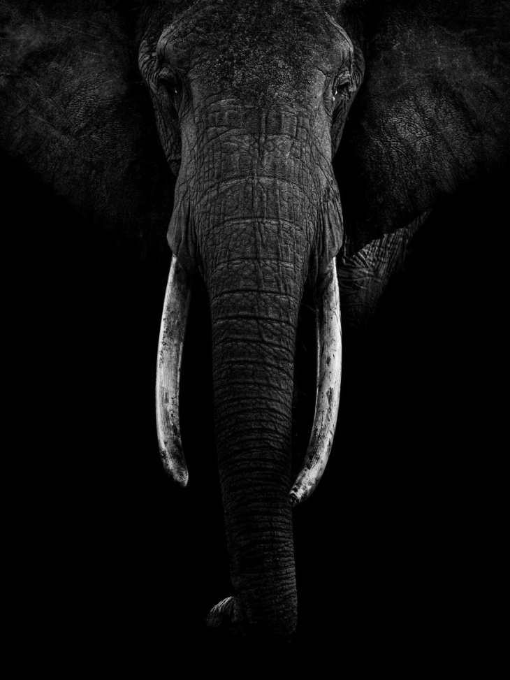 15 năm chụp ảnh động vật hoang dã ở châu Phi, Điểm Đẹp