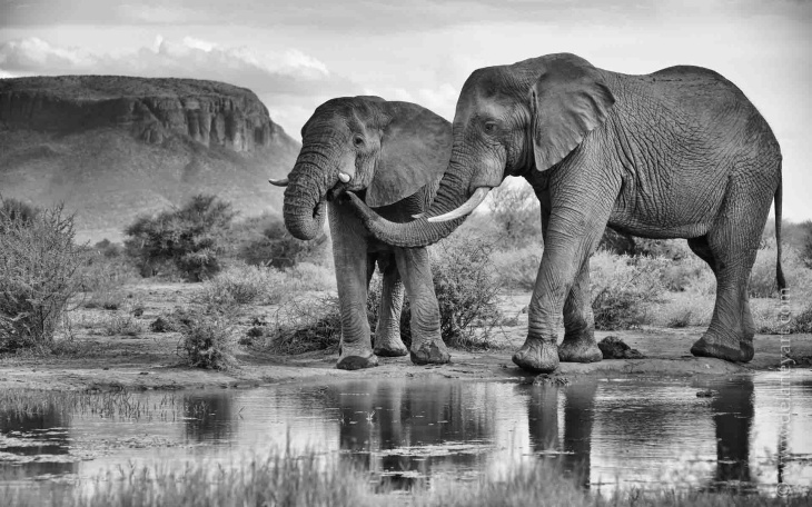 15 năm chụp ảnh động vật hoang dã ở châu Phi, Điểm Đẹp