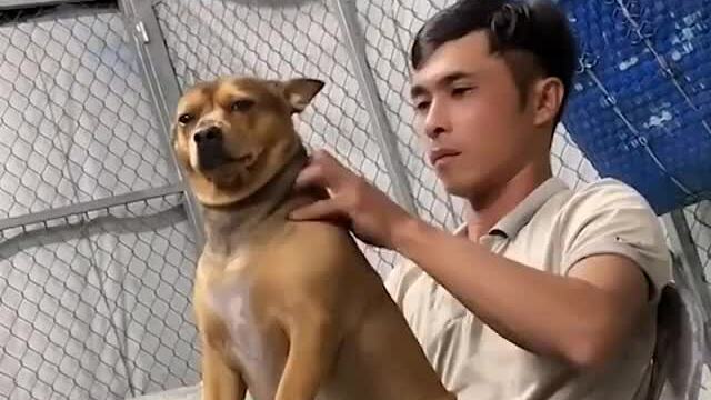 Cún cưng khoái chí khi được ông chủ massage